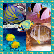 Fish Photo Collage Maker  Icon