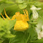 Yellow Crab Spider