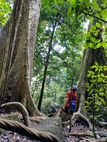 Bukit Bal Twin Trees