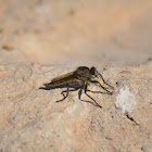 Robber Fly