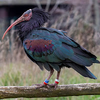 Ibis di francofabbretti