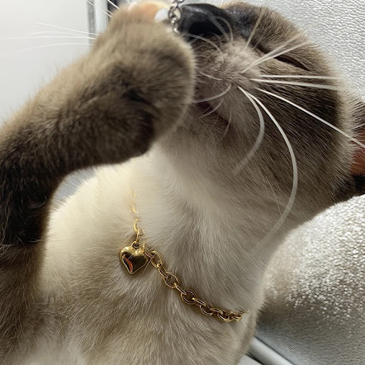 Title 8, Stainless Steel Pet Cat Dog Love Heart Pendant ...