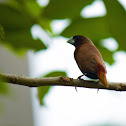 Chestnut Munia