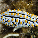 Phyllidia varicosa