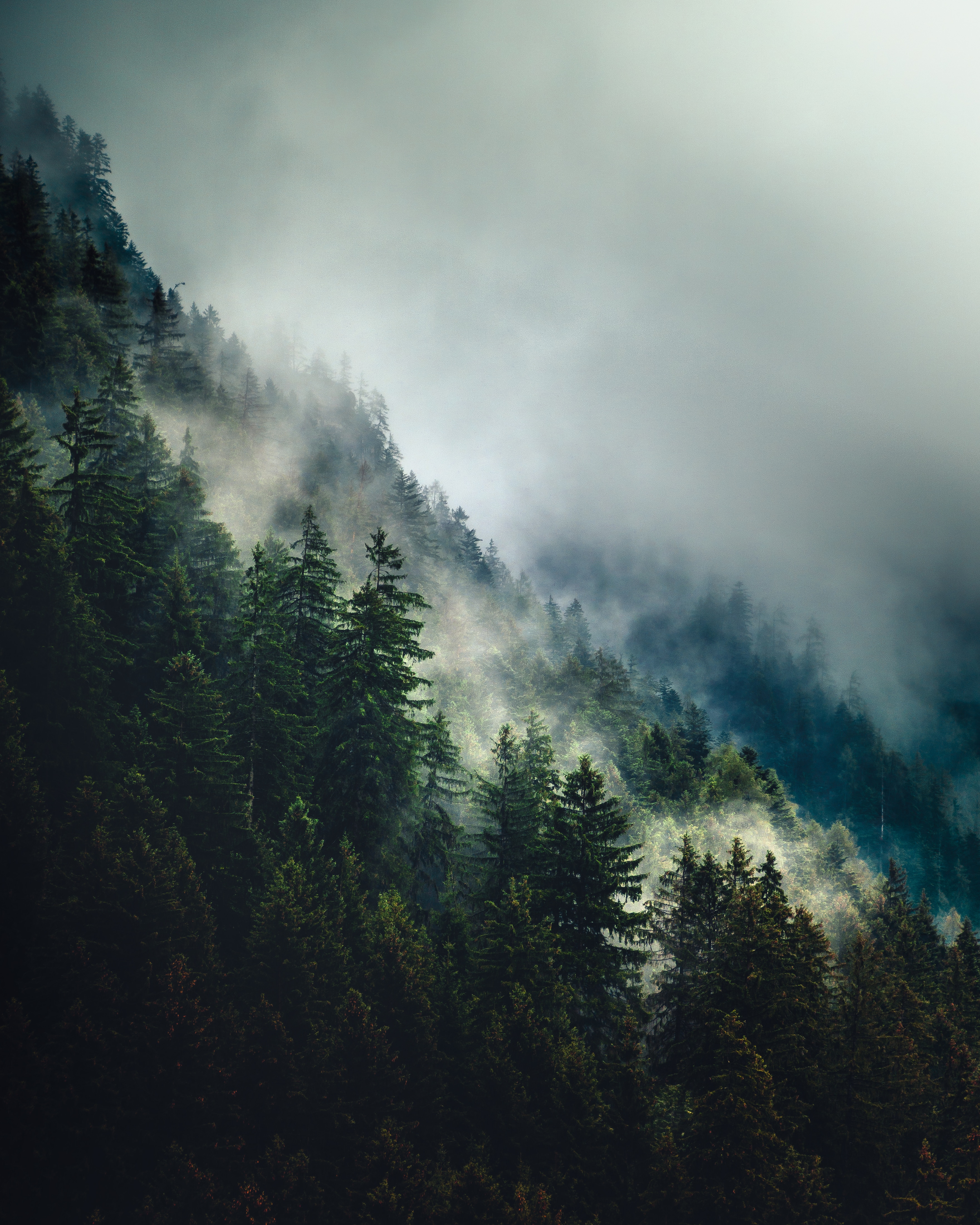 Foresta nella nebbia di francesco_genovasi