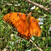 Gulf fritillary