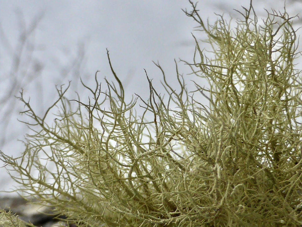 Old Man's Beard Lichen