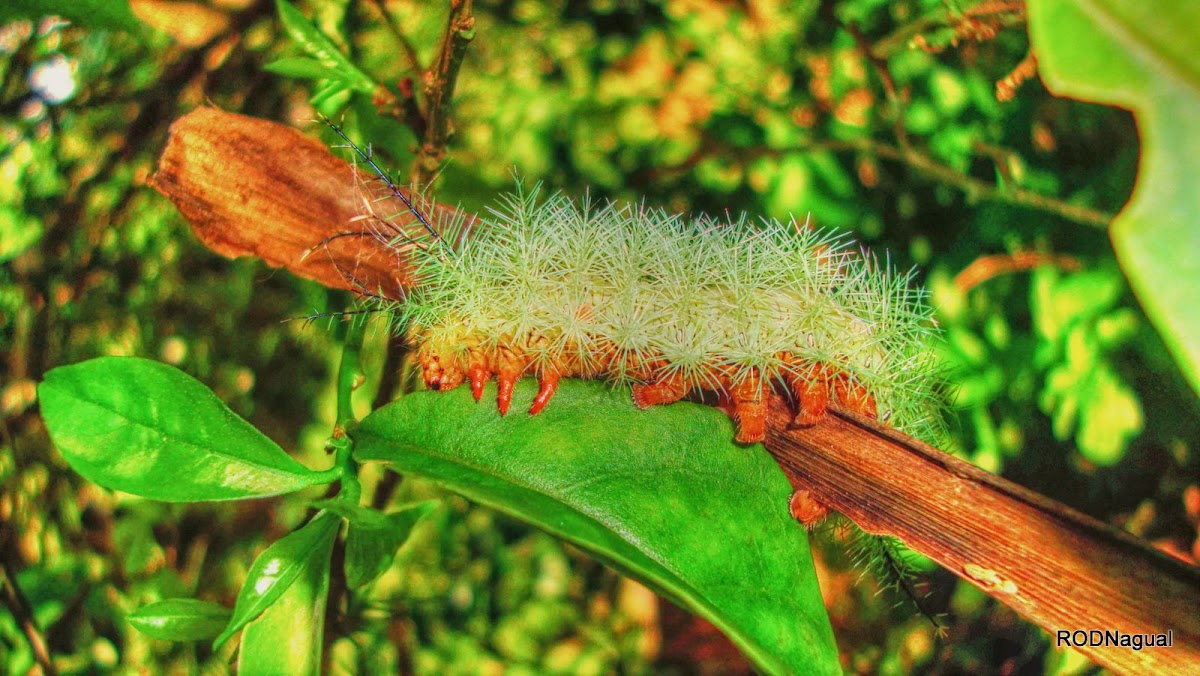 Caterpillar