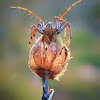 lynx spider