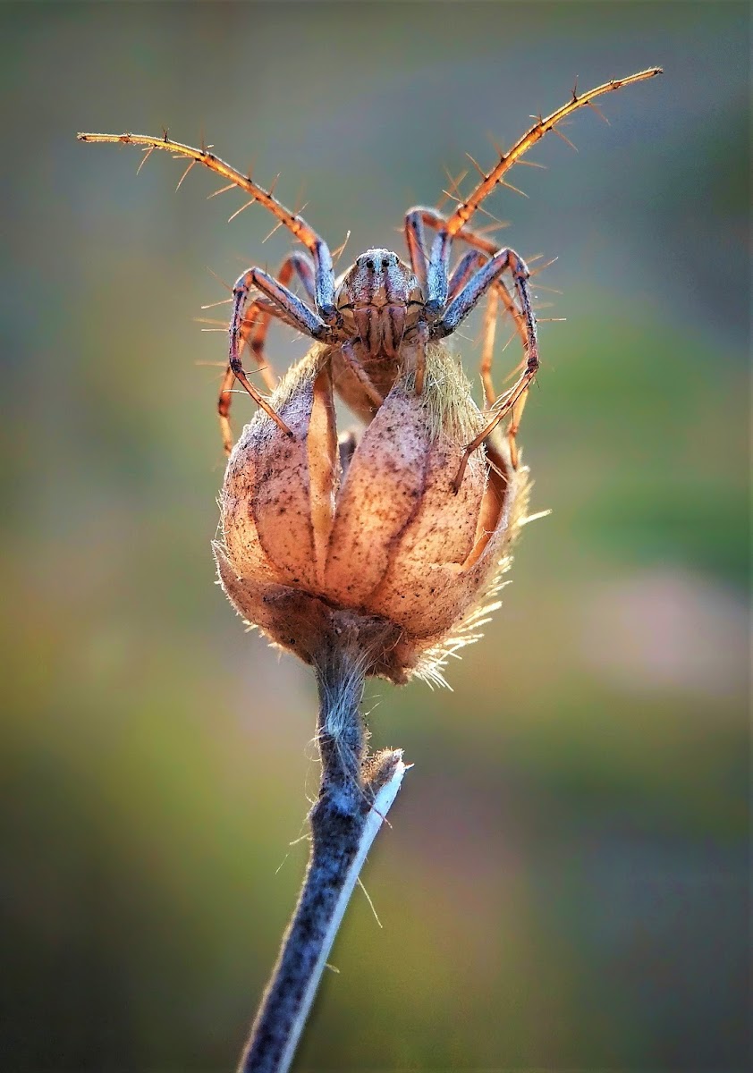 lynx spider