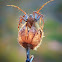 lynx spider