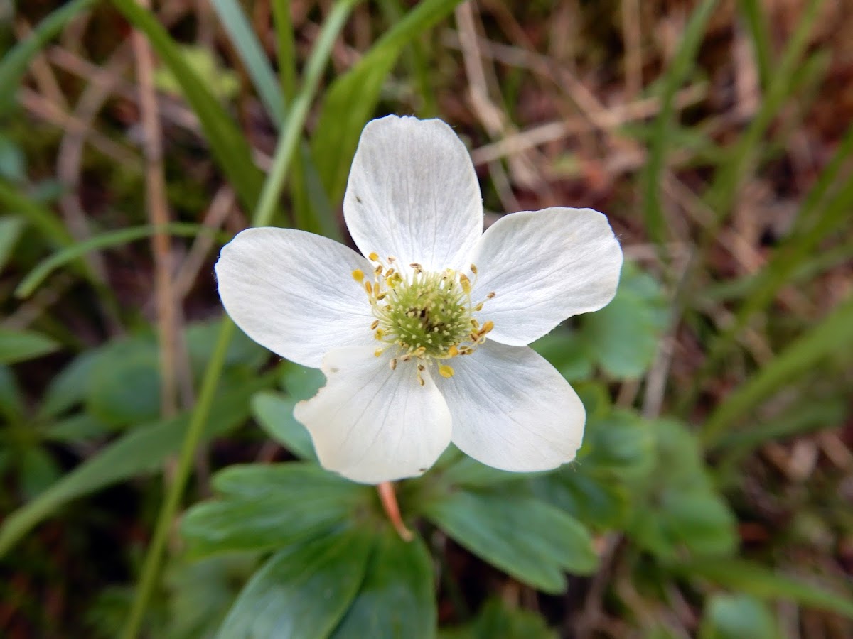 White Globe-flower