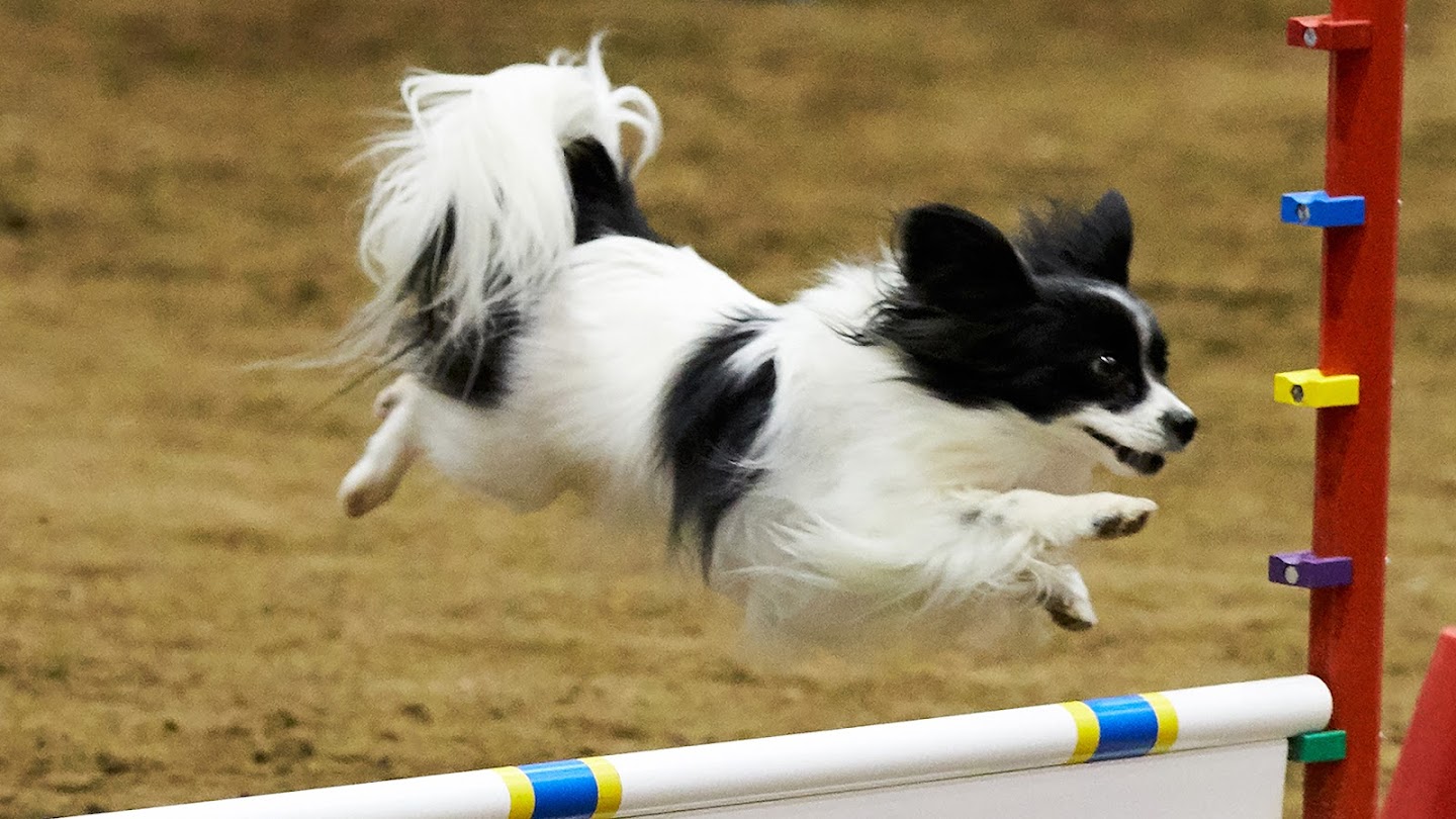 Watch 2024 AKC National Agility Championship live