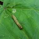 unidentified caterpillar