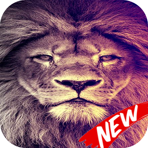 Wallpaper Lion Hd Applications Sur Google Play