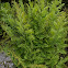 Royal Fern