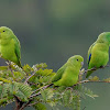 Tuim (Blue-winged Parrotlet)