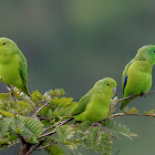 Tuim (Blue-winged Parrotlet)