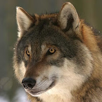 Wolf Sounds - Ringtone,Alarm  Notification Sound