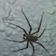 Huntsman spider