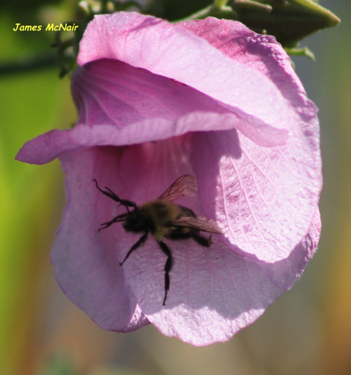 Eastern Carpenter Bee