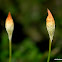 haircap moss or hair moss