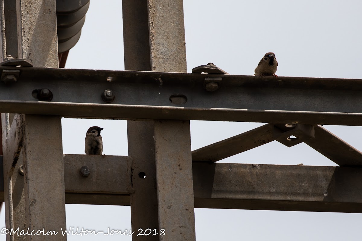 Tree Sparrow; Gorrión Molinero