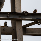 Tree Sparrow; Gorrión Molinero