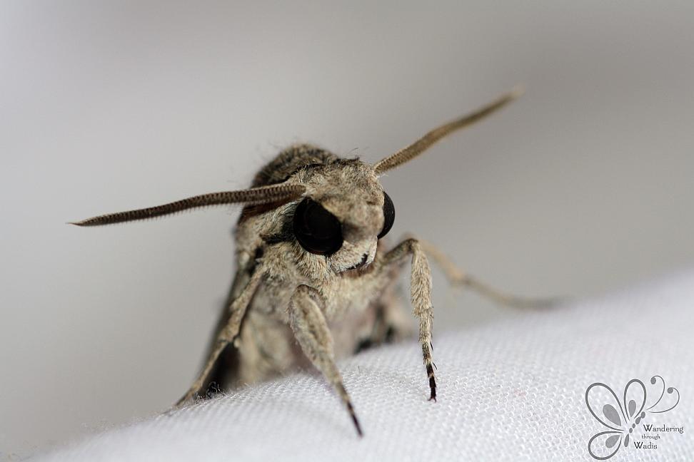 Convolvulus Hawkmoth