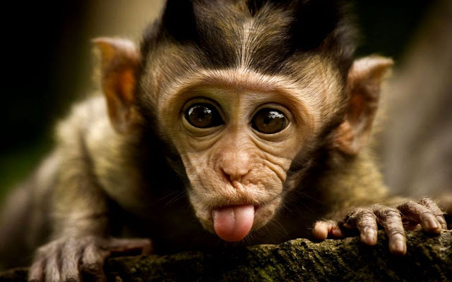 Monkey Wallpaper