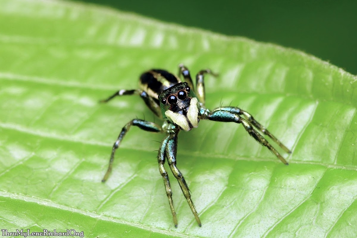 Iridescent Jumping Spider