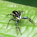 Iridescent Jumping Spider