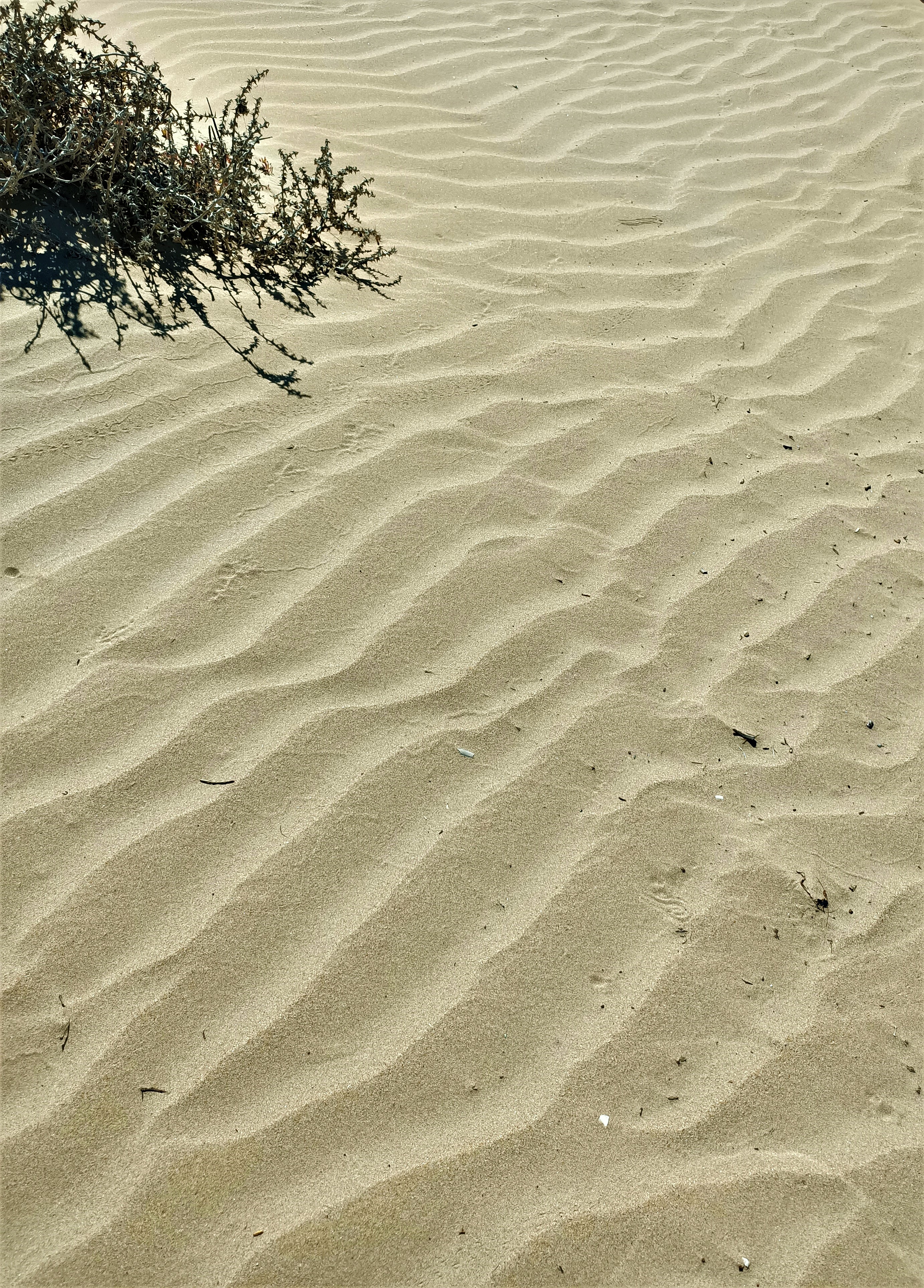 Onde nella sabbia di Cimabue