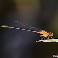 World Odonata