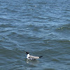 Laughing Gull