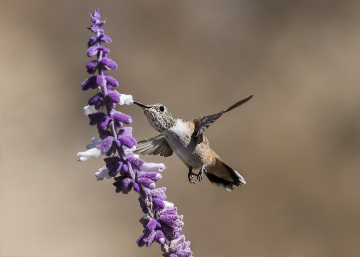 Allen's Hummingbird