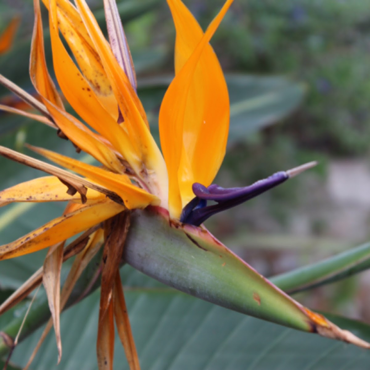 Au del paradís o flor d'ocell