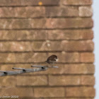 House Sparrow