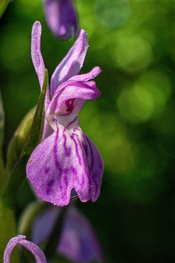 Dactylorhiza elata