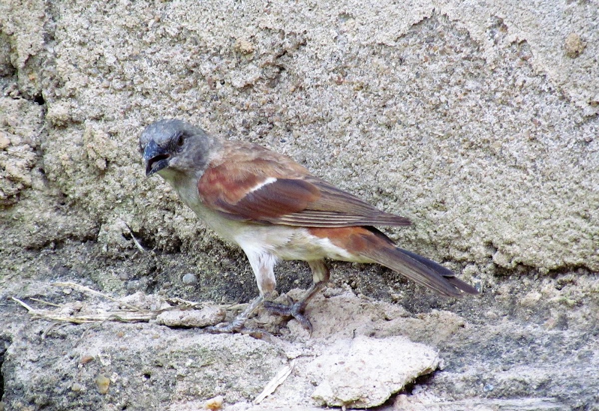 (Northern) Grey-headed Sparrow