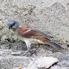 (Northern) Grey-headed Sparrow