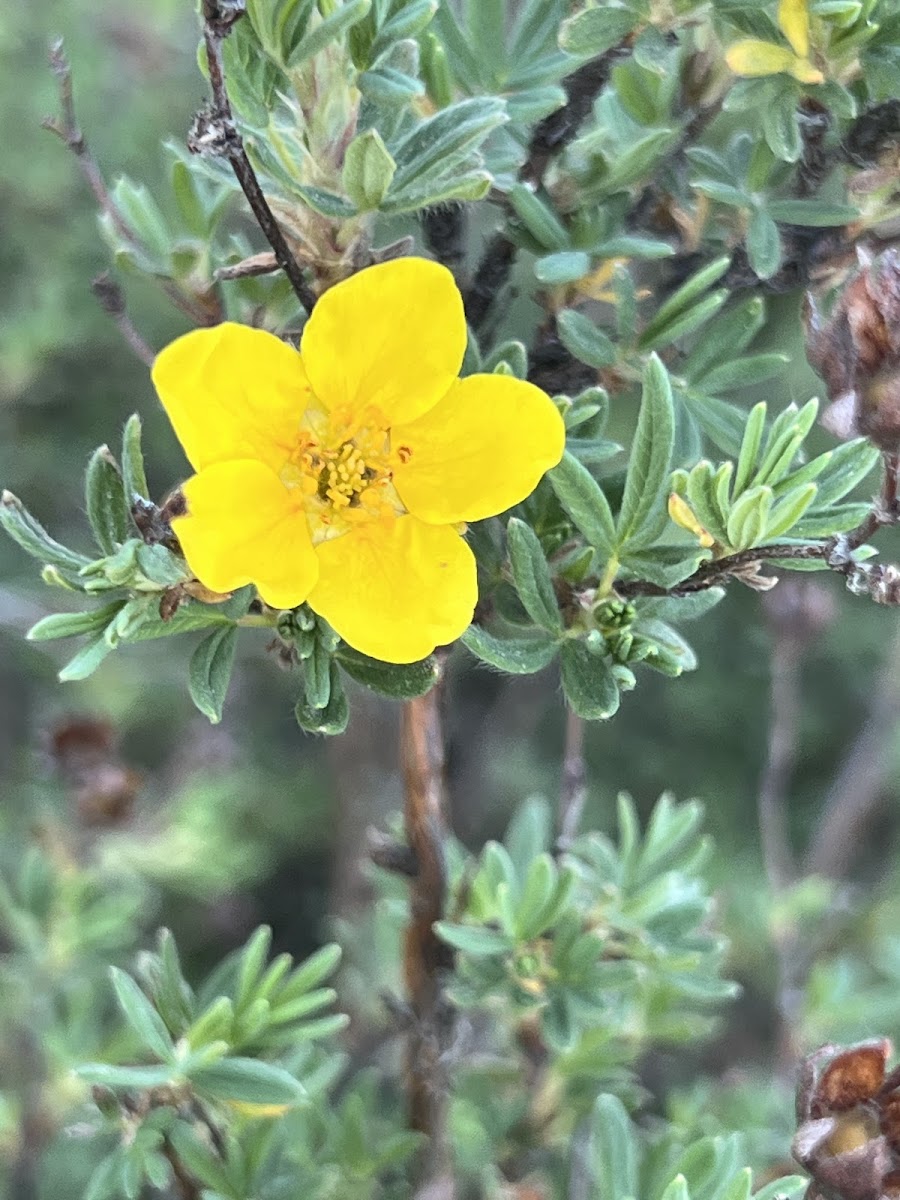 Shrubby Cinquefoil