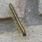 Eastern Tent Caterpillar