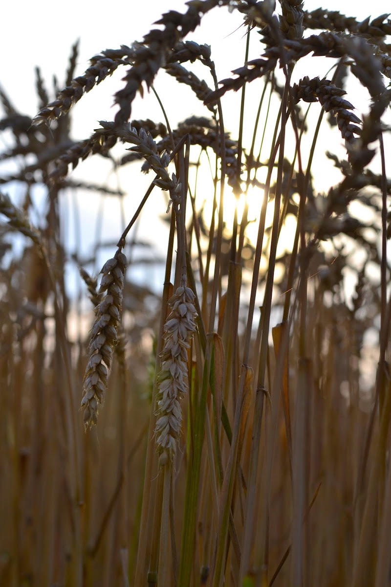 Spighe al tramonto di Photosandro