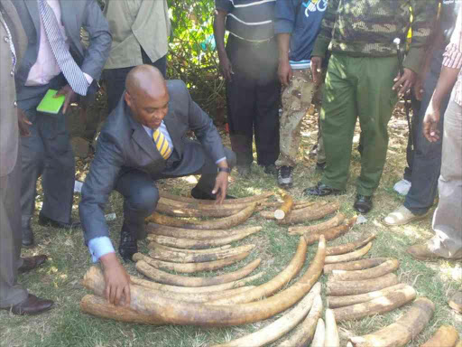 DCI Muhoro Ndegwa displays some of the 39 pieces of ivory recovered at a house in Githurai 45 on Tuesday morning and a suspect arrested.Photo/Collins Kweyu