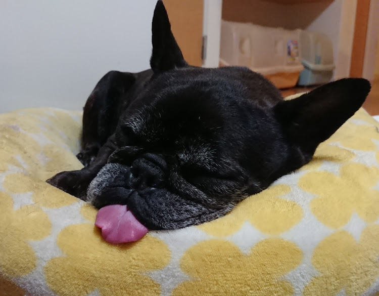 クラウンアスリートの嬉しいです😆・700イイね・今後もよろしくお願いします・#ねこ・いぬに関するカスタム事例の投稿画像3枚目