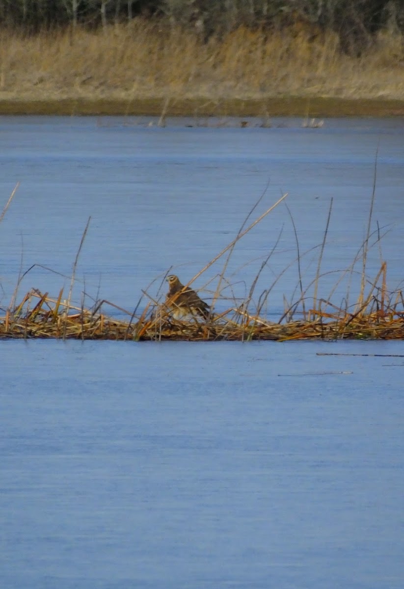 Northern Harrier, female/immature