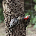 red-bellied woodpecker (male & juvenile)