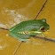 Red-eyed Tree Frog