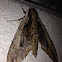 Elm Sphinx Moth